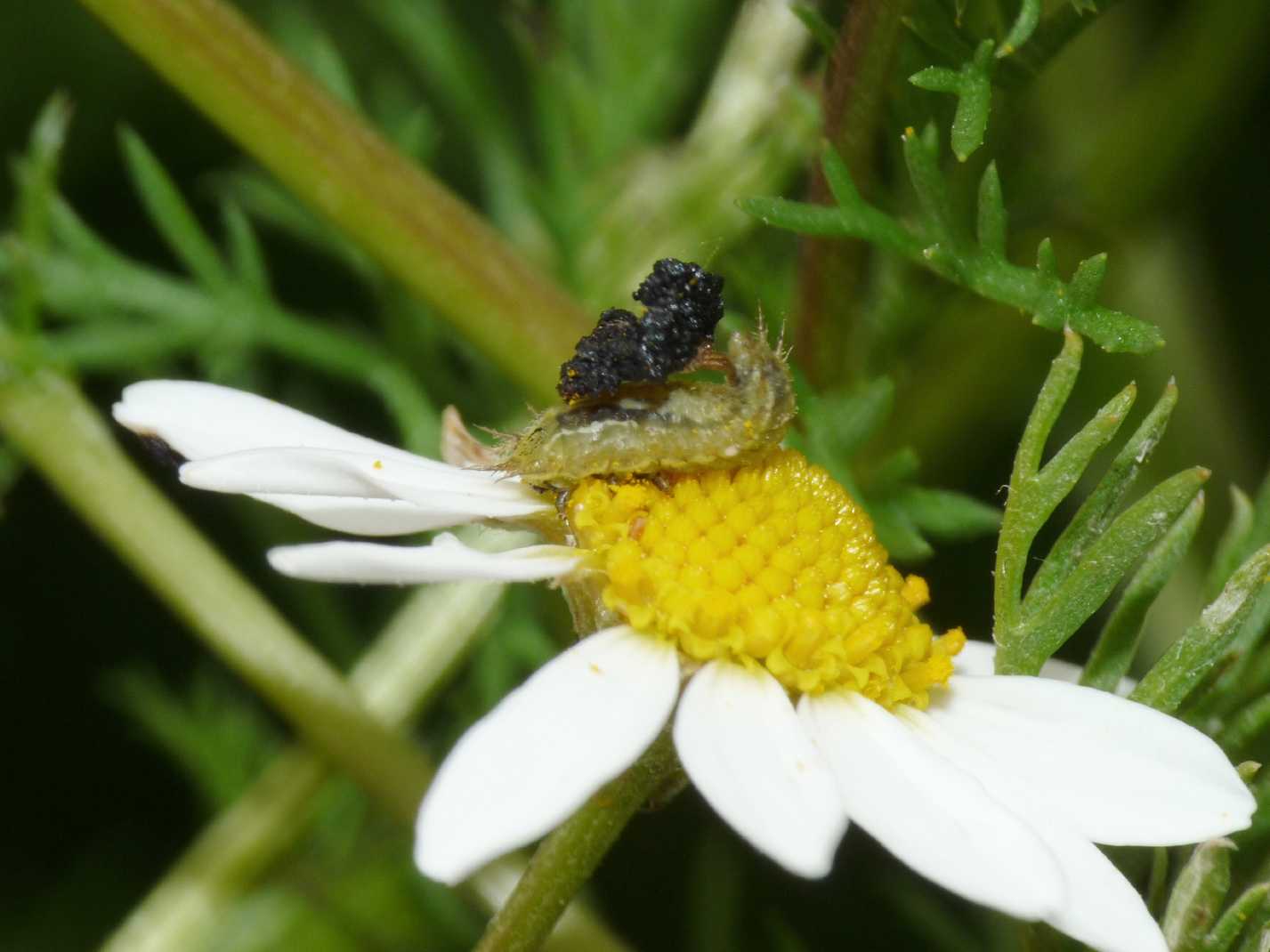 Cassida dei fiori